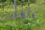 Alabama larkspur